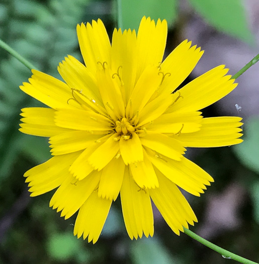 image of Hieracium venosum, Rattlesnake Hawkweed, Rattlesnake Weed, Veiny Hawkweed