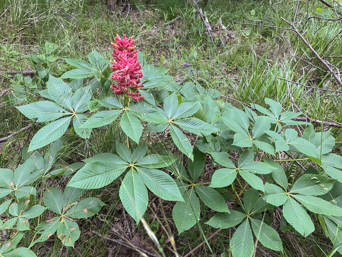 image of Aesculus sylvatica, Painted Buckeye