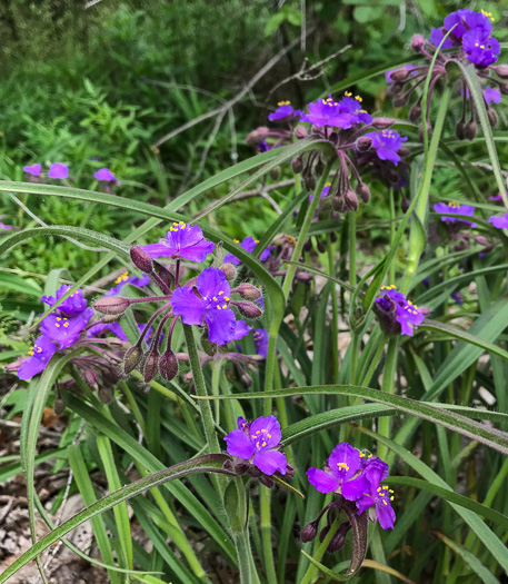 image of Tradescantia hirsuticaulis, Hairy Spiderwort