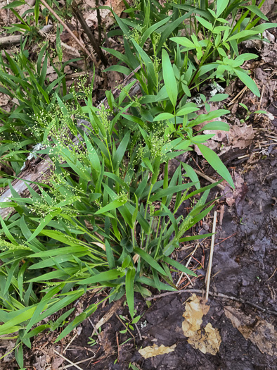 image of Dichanthelium laxiflorum, Open-flower Witchgrass, Open-flower Rosette Grass