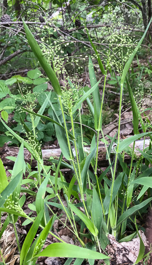 image of Dichanthelium laxiflorum, Open-flower Witchgrass, Open-flower Rosette Grass