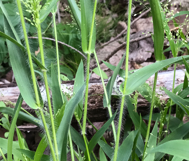 image of Dichanthelium laxiflorum, Open-flower Witchgrass, Open-flower Rosette Grass