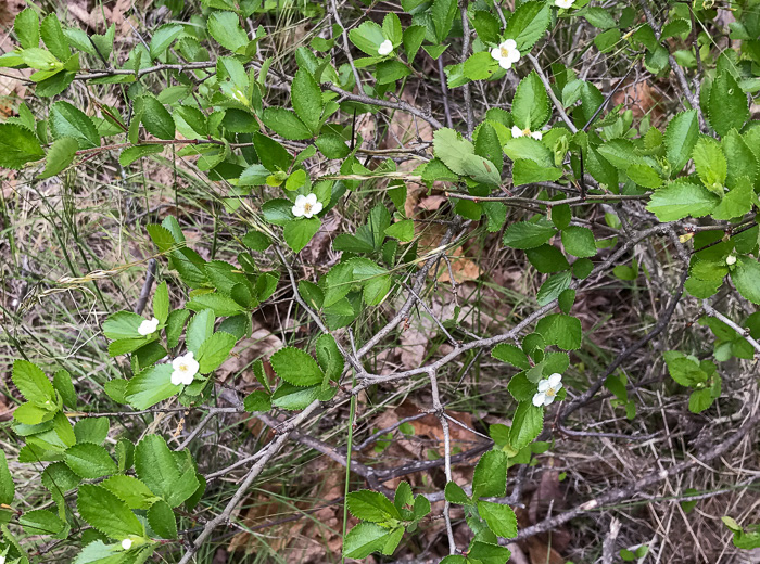 image of Crataegus uniflora, Oneflower Hawthorn, Dwarf Haw