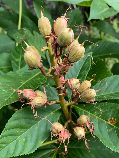 image of Aesculus sylvatica, Painted Buckeye