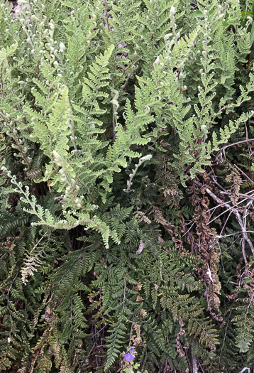 image of Myriopteris tomentosa, Woolly Lipfern