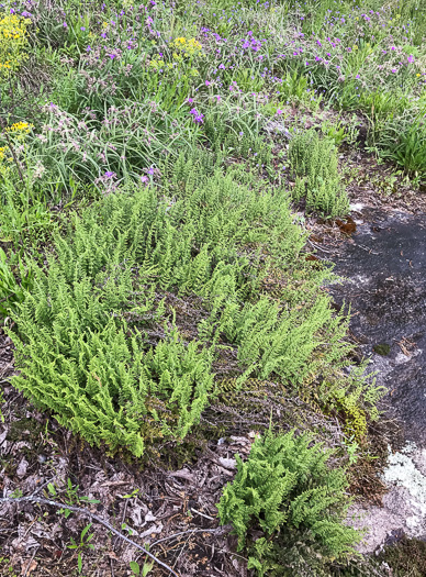 image of Myriopteris lanosa, Hairy Lipfern