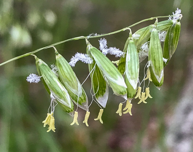 image of Melica mutica, Two-flower Melicgrass