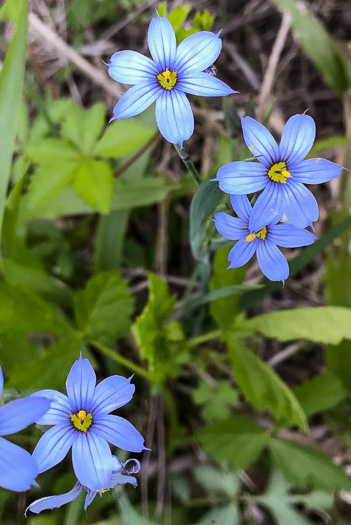 image of Sisyrinchium angustifolium, Narrowleaf Blue-eyed-grass, Stout Blue-eyed-grass