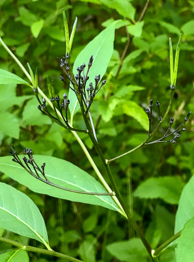 image of Amsonia tabernaemontana, Eastern Bluestar, Blue Dogbane, Wideleaf Bluestar