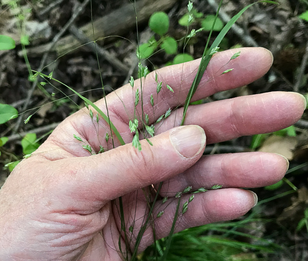 image of Poa autumnalis, Autumn Bluegrass