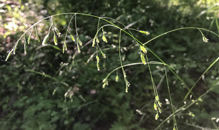 image of Poa autumnalis, Autumn Bluegrass