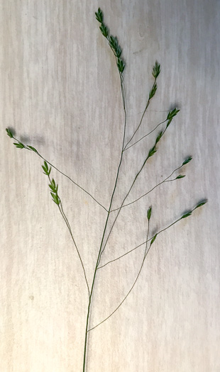 image of Poa autumnalis, Autumn Bluegrass