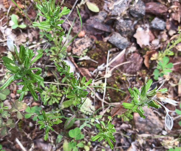 image of Facelis retusa, Trampweed, Fluffweed