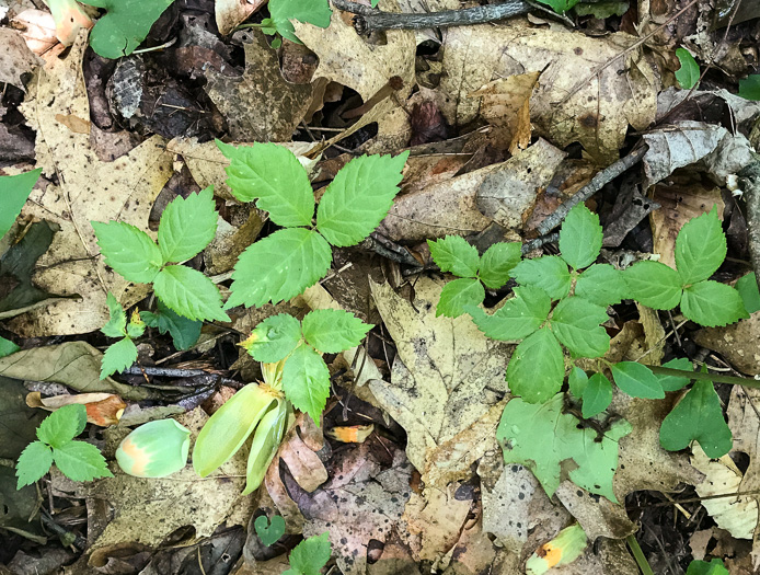 image of Panax quinquefolius, American Ginseng, Sang