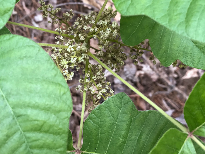 image of Toxicodendron pubescens, Poison Oak, Southeastern Poison Oak