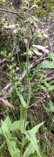 image of Penstemon sp. [of the Appalachian Piedmont], Beardtongue [Glassy Mtn HP]