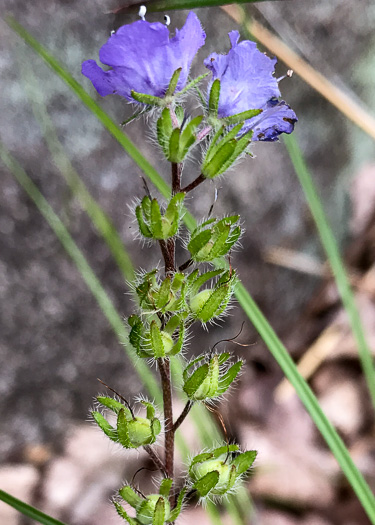 image of Phacelia maculata, Spotted Phacelia, Flatrock Phacelia