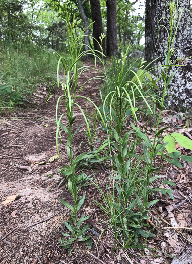 image of Borodinia missouriensis, Missouri Rockcress