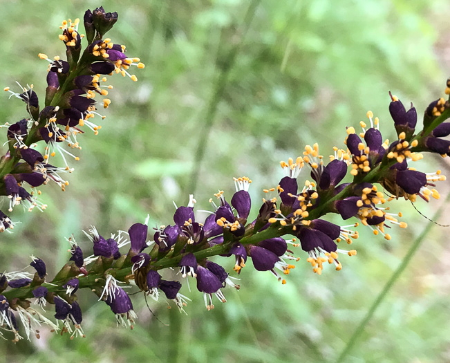 image of Amorpha glabra, Mountain Indigo-bush, Appalachian Indigo-bush, Mountain Indigo, Mountain False Indigo