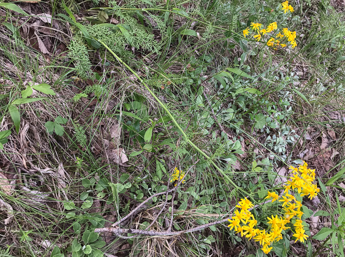 image of Packera millefolium, Blue Ridge Ragwort, Yarrowleaf Ragwort, Divided-leaf Ragwort, Blue Ridge Groundsel