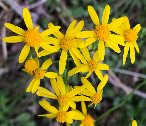 Blue Ridge Ragwort