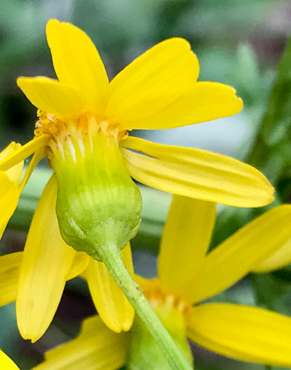 image of Packera millefolium, Blue Ridge Ragwort, Yarrowleaf Ragwort, Divided-leaf Ragwort, Blue Ridge Groundsel