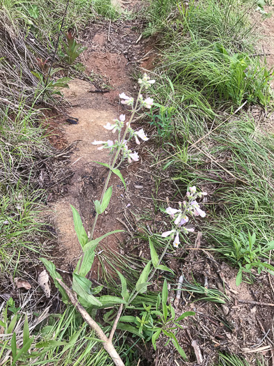 image of Penstemon sp. [of the Appalachian Piedmont], Beardtongue [Glassy Mtn HP]