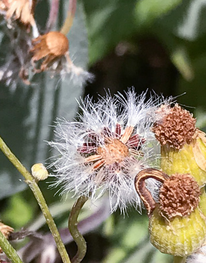 image of Packera dubia, Woolly Ragwort, Woolly Groundsel, Woolly Goldenwort