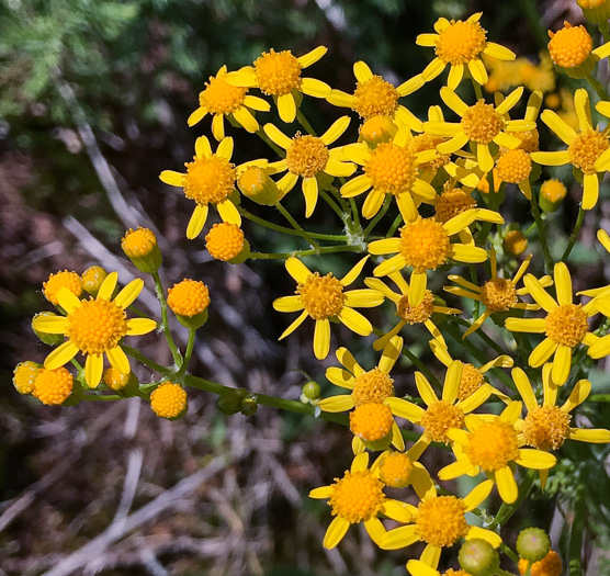 image of Packera anonyma, Small's Ragwort, Squaw-weed, Appalachian Ragwort