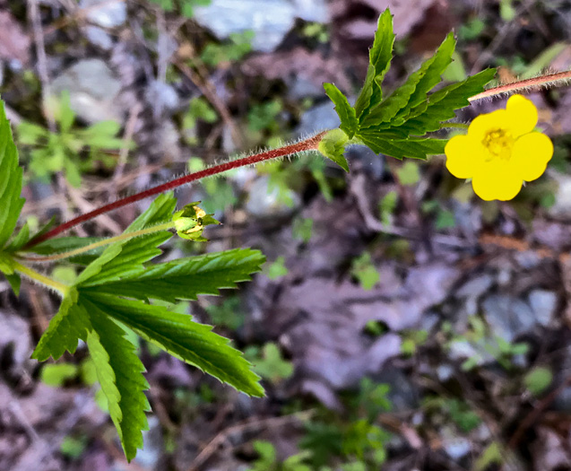 image of Potentilla simplex, Old Field Cinquefoil, Old-field Five-fingers, Common Cinquefoil