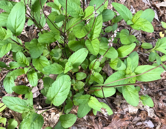 image of Prunella vulgaris var. vulgaris, Eurasian Self-heal, Eurasian Heal-all