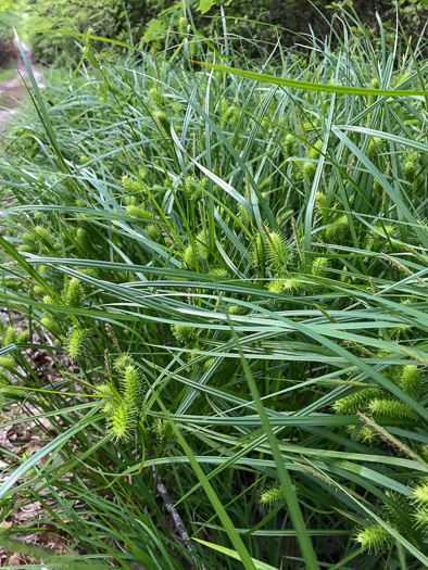 image of Carex lurida, Sallow Sedge