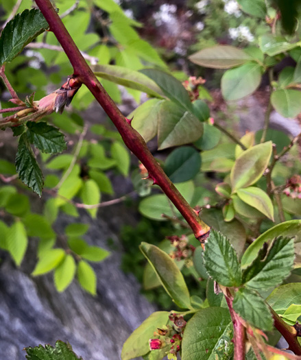 image of Rubus allegheniensis var. allegheniensis, Allegheny Blackberry