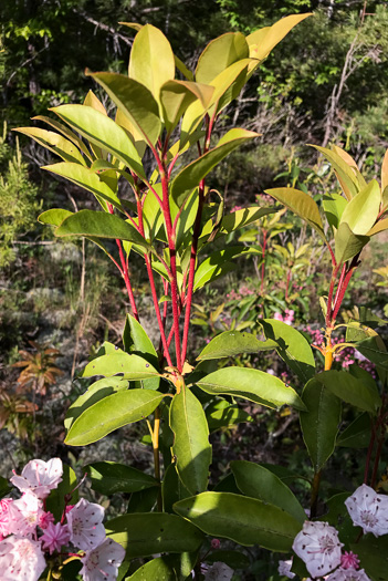 image of Kalmia latifolia, Mountain Laurel, Ivy, Calico-bush, Mountain Ivy