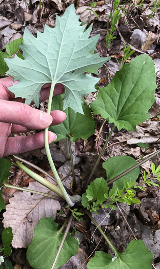 Pale Indian-plantain