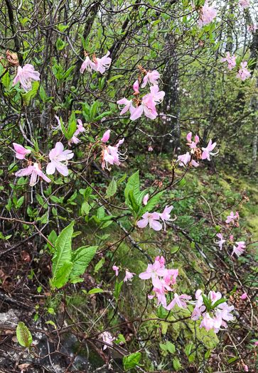 image of Rhododendron vaseyi, Pinkshell Azalea