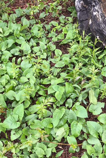 Eurybia macrophylla, Large-leaf Aster, Bigleaf Aster