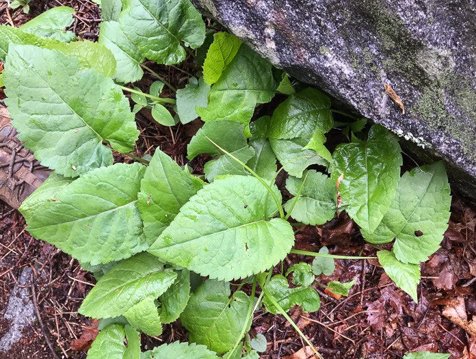 image of Eurybia macrophylla, Large-leaf Aster, Bigleaf Aster