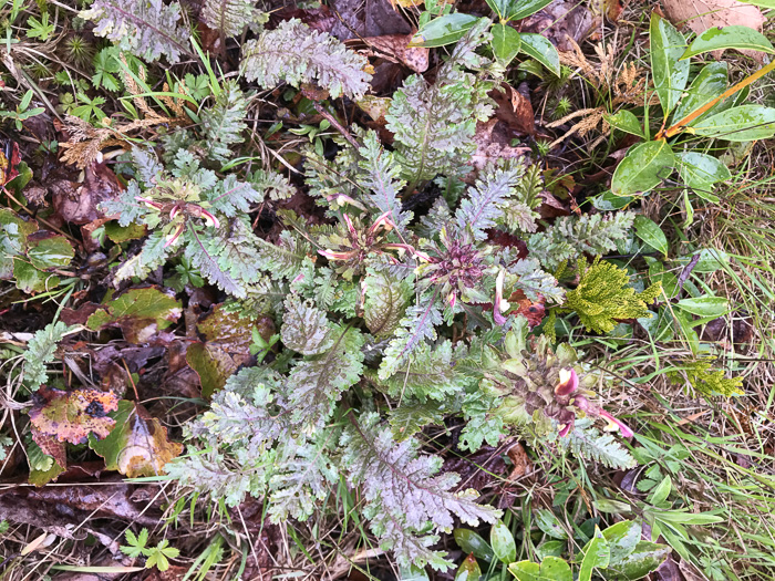 image of Pedicularis canadensis, Wood-betony, Eastern Lousewort, Fernleaf, Canadian Lousewort