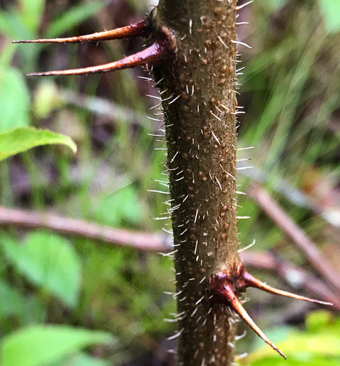 image of Robinia hispida var. kelseyi, Kelsey's Locust