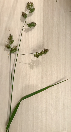 image of Dactylis glomerata, Orchard Grass