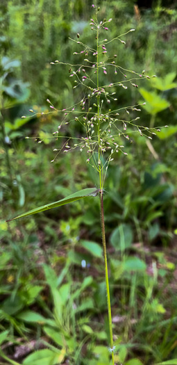 spikelet