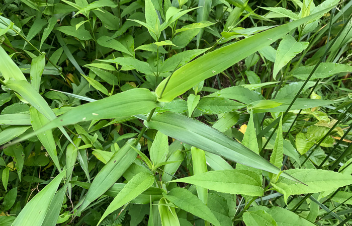 image of Dichanthelium clandestinum, Deer-tongue Witchgrass