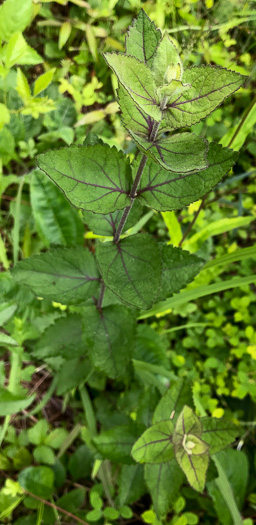 image of Eupatorium pubescens, Inland Roundleaf Eupatorium, Hairy Thoroughwort