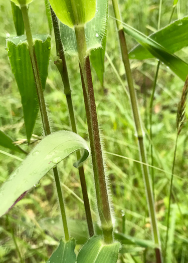 image of Dichanthelium scoparium, Velvet Witchgrass