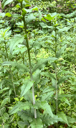 image of Silphium dentatum, Starry Rosinweed