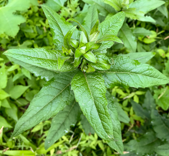 image of Silphium dentatum, Starry Rosinweed