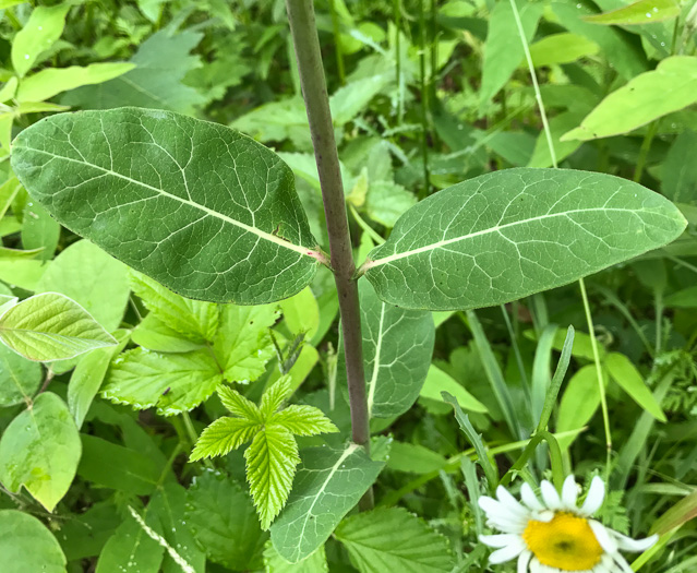 image of Apocynum cannabinum, Indian-hemp, Hemp Dogbane, Marion's Weed