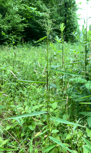 image of Dichanthelium microcarpon, Small-fruited Witchgrass