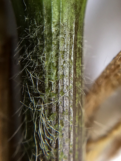 image of Dichanthelium clandestinum, Deer-tongue Witchgrass